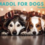 Tramadol for Dogs