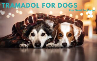 Tramadol for Dogs