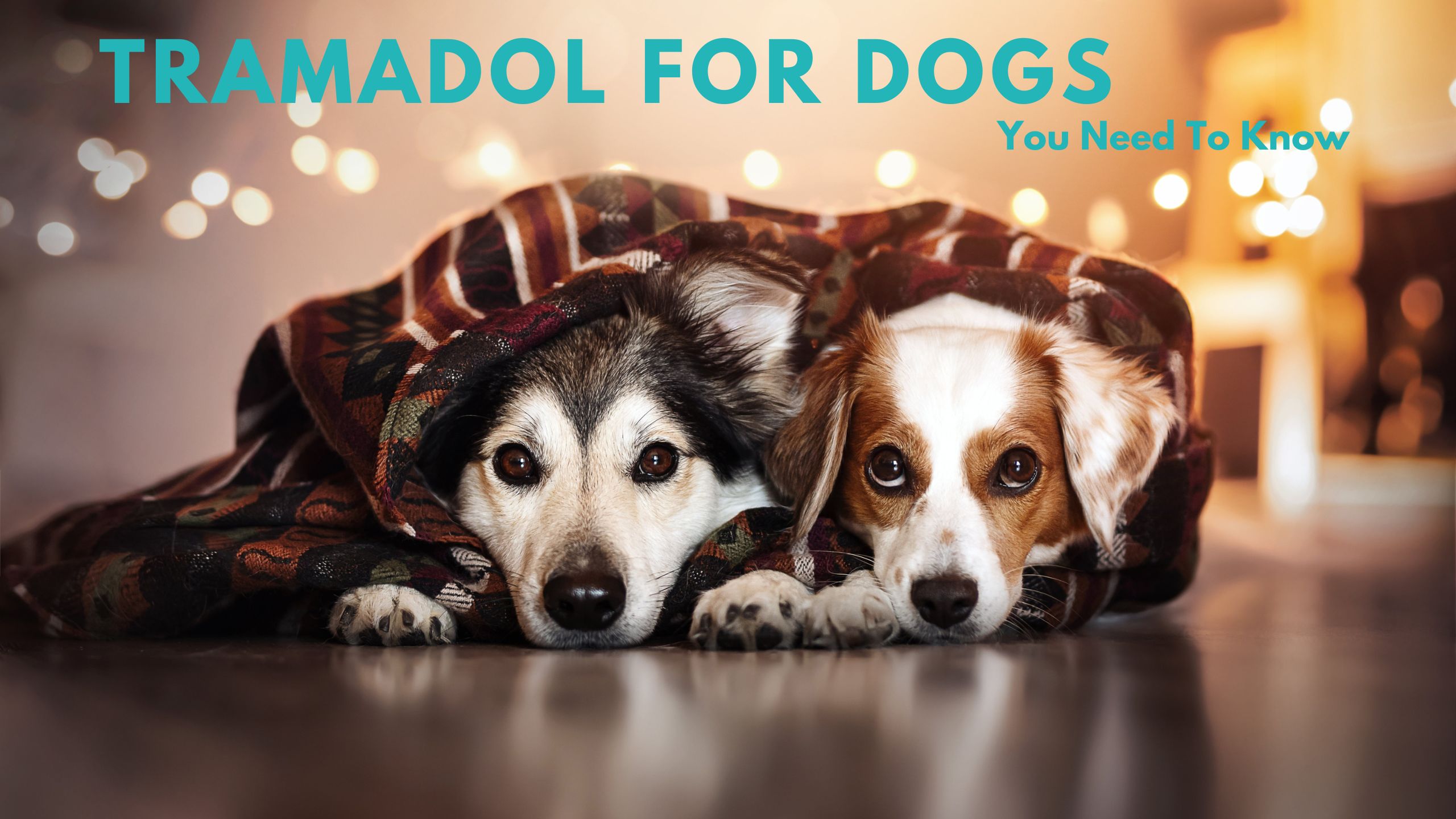 Tramadol for Dogs